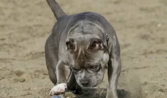 These training games will help you forge a strong bond with your Pitbull. Training games for your Pitbull are a fun way to promote responsive listening.