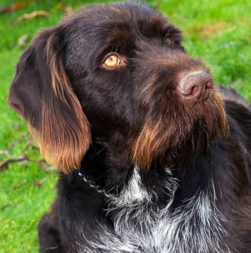 Training a Wirehaired Pointing Griffon isn't difficult if you stay consistent. The Wirehaired Pointing Griffon is a highly trainable breed.