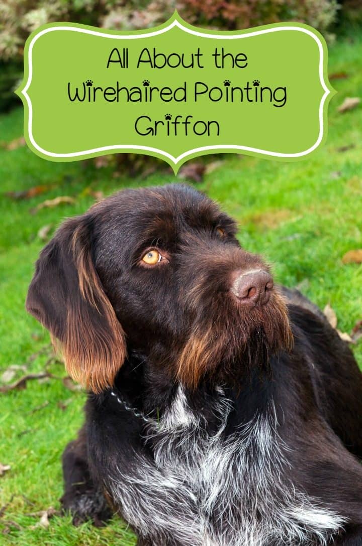 Wirehaired Pointing Griffon 