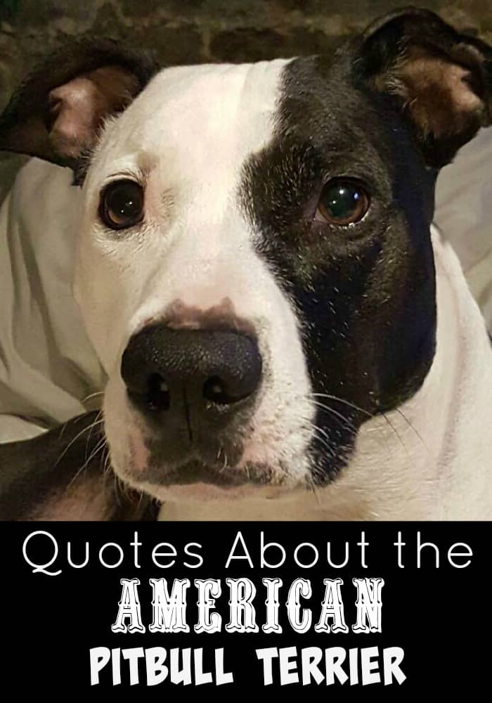 Quotes About the American Pitbull Terrier - DogVills