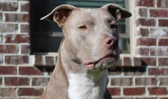 Don't lose your favorite shoes or even your sofa to your pit bulls need to chew! Check out our tips for choosing the best dog bones for pit bulls! 