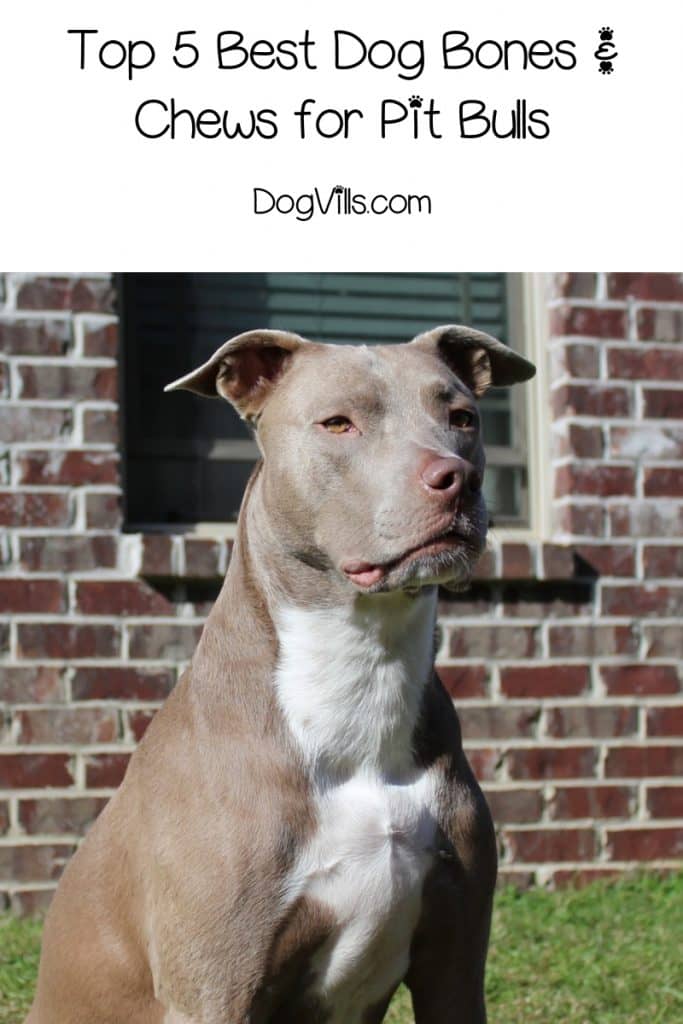 shoes for pitbulls