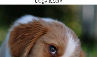 Get the best dog bone for sensitive stomachs for your pooch to satisfy the urge to chew without causing upset tummies! Here are our picks!