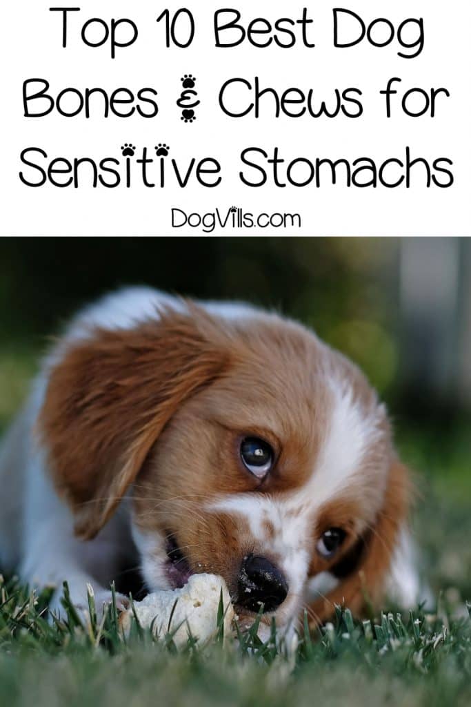 Best Dog Bones for Pooches with Sensitive Tummies DogVills