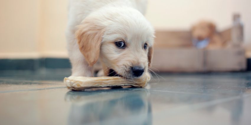Puppies need something to chew on other than your favorite shoes!  Train their teeth with these best dog bones for puppies!