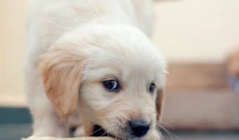 Pups need something to chew other than your favorite shoes! Give their teeth a workout with these best dog bones for puppies!