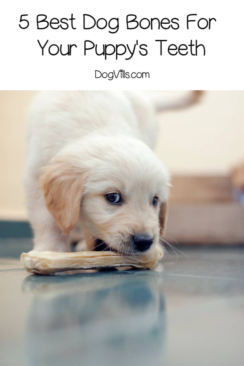 The Best Dog Bones For Your Puppy's Teeth DogVills