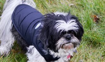 north fetch dog boots