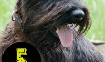 If you are thinking of bringing home a small dog, here is our list of 5 most obedient small dogs!
