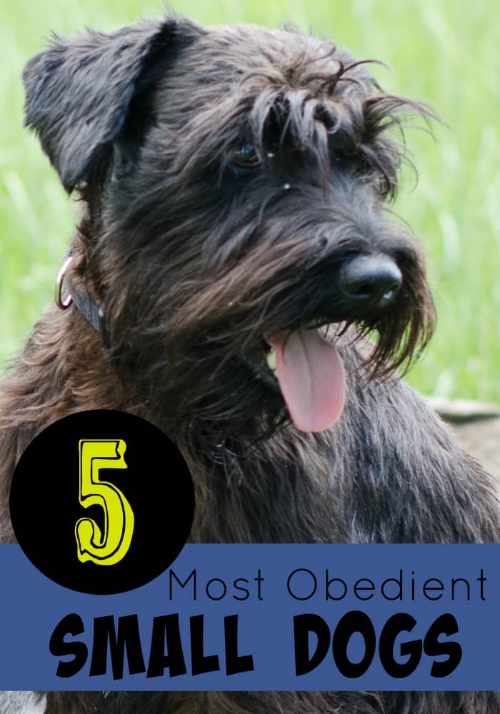 5 Most Obedient Small Dogs - DogVills