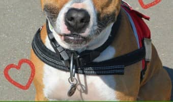 Everyone could use some positive pitbull quotes in their life right? Even if you are a lover of pitties, these positive quotes will make your heart swell!