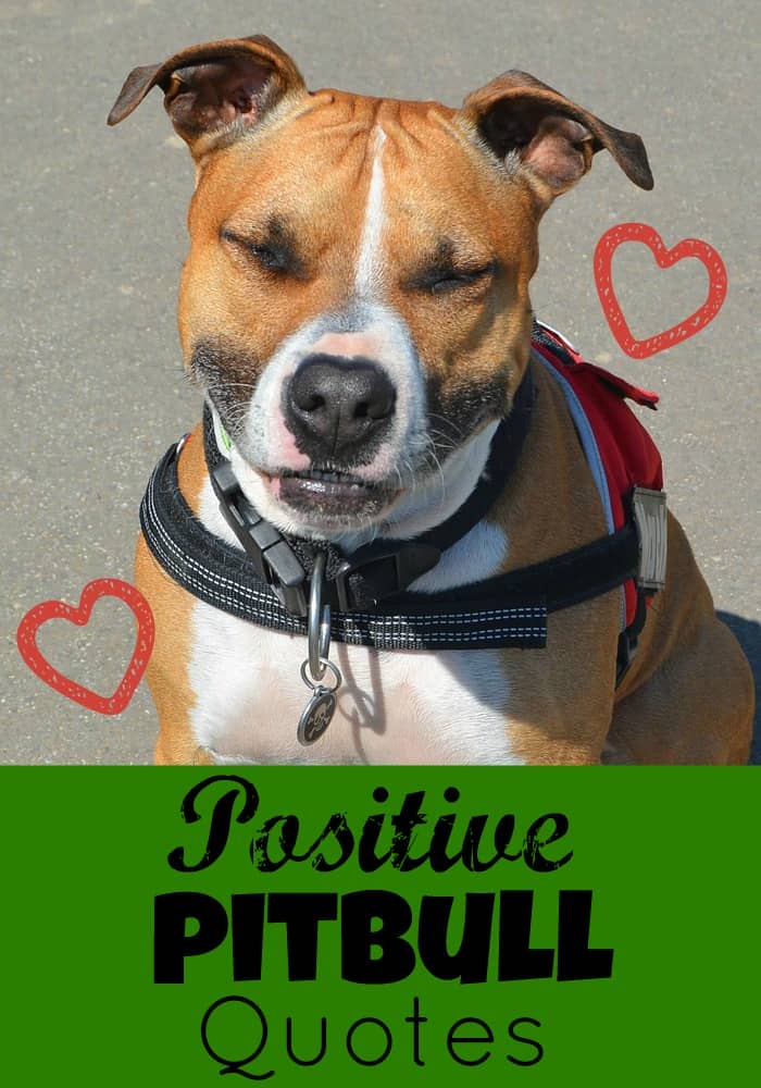 Our Favorite Positive Pitbull Quotes - http://www.dogvills.com