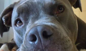 Potty training a Blue Nose Pitbull is no different than potty training any other dog. Like other breeds, the Blue Nose Pit needs patience & consistency.