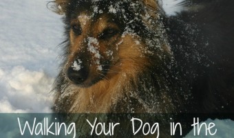 Walking your dog in the winter months can be fun (and cold!) Find out how to make it more enjoyable.