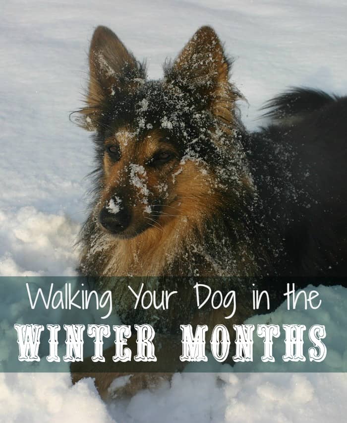 Tips for Walking Your Dog in the Winter Months DogVills