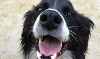 The worst dog breeds for apartments aren't always the biggest. This list of worst dog breeds for apartments covers size and energy level.