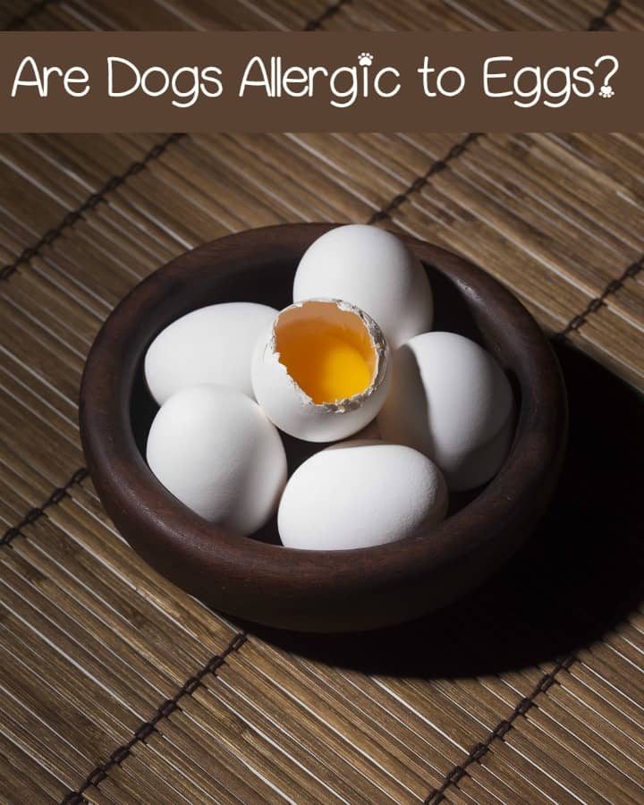 dog egg allergy