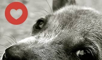If you are reading this, you are probably looking for dog adoption in Chicago, right? Check out these great places to start your search for your new pal!