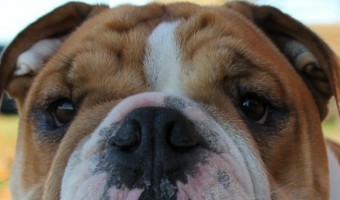 Is the English Bulldog a hypoallergenic dog? Find out the answer, plus learn more about these adorable pooches!