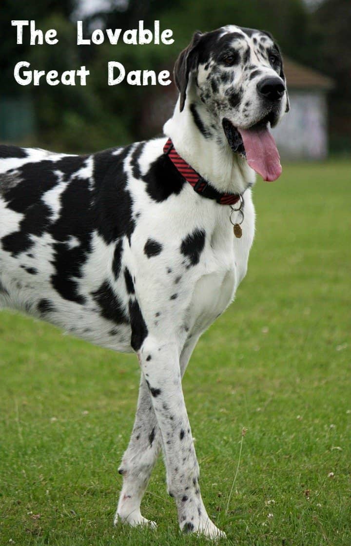 Big Dogs Huge Paws Instagram Big Dogs Huge Paws Instagram