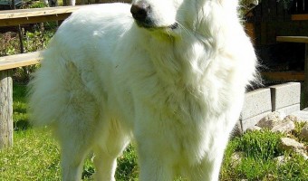 Great Pyrenees dogs make perfect family pets for almost any situation. Great Pyrenees dogs are loving, loyal, and low energy, making them quite adaptable.