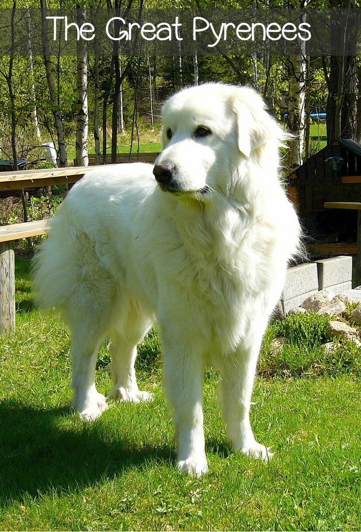 Great Pyrenees Dogs - Great All Around - http://www.dogvills.com