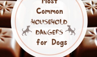 Many common household dangers for dogs come as a surprise to their pet parents. Knowing what they are can prevent tragedy from striking your canine pal.