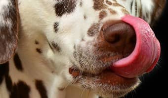 If you found yourself saying I want to adopt a dog in Houston where do I go, then you came to the right place! Check out these 3 great shelters.