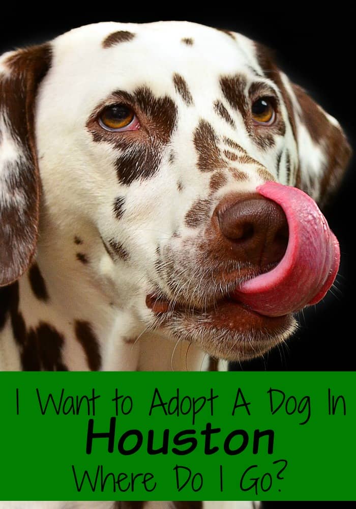 want to adopt a dog