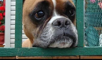 If your pooch is suffering from separation anxiety and tearing the place to shreds while you're gone, you might want to consider crate training. Is there a best crate for anxiety? Not really. HOWEVER, the right way of using a dog crate plays a major role in easing your pup's fears. Check out our tips.