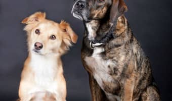 Indoor dog peeing can be frustrating for an owner It can be the result of anything from aggression to a UTI. It's a good idea to see a vet. Check out our tips on dealing with it!