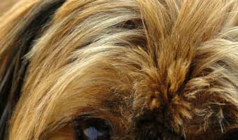 Irritated skin is an unfortunate side effect of allergies in dogs. If you follow these suggestions, you can help ease your dog's irritated skin.
