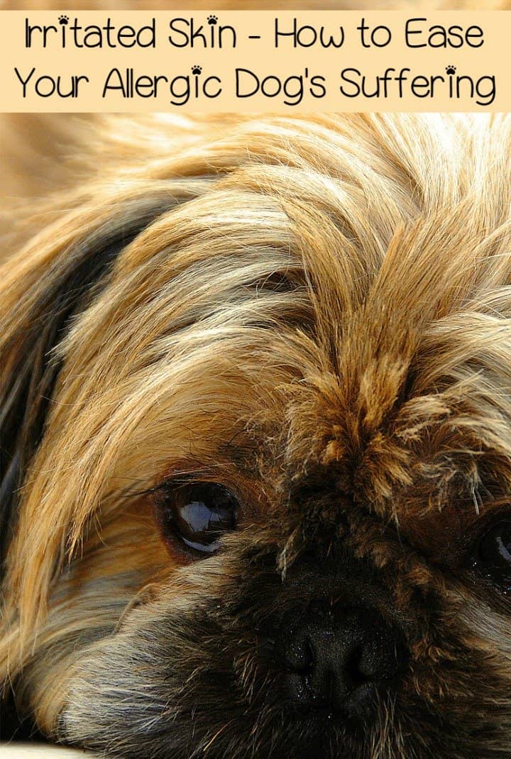 Irritated Skin How to Ease Your Allergic Dog's Suffering DogVills