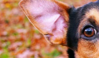 Itchy ears can be a nightmare for dogs. It's one of the more uncomfortable things for them. These suggestions will help you alleviate your dog's itchy ears.