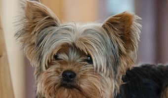 All dogs are smart, we know this, but I have chosen to share with you the 5 most intelligent small dog breeds. Which one is your favorite?
