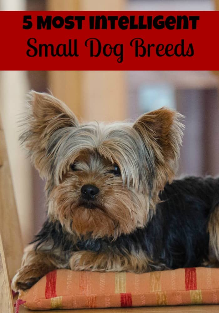 small smart dog breeds