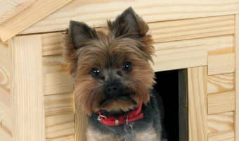 Menards is a great resource for all your dog needs, including shelter. Check out our tips for choosing the best Menards Dog House!