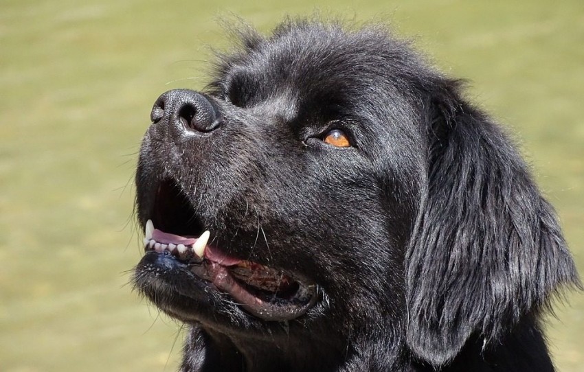 Newfie Knowledge - All Kinds of Info about Newfoundlands