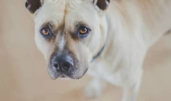 Rehoming your dog can be a painful thing. However, in some instances rehoming your dog is the best thing for him and for your family.