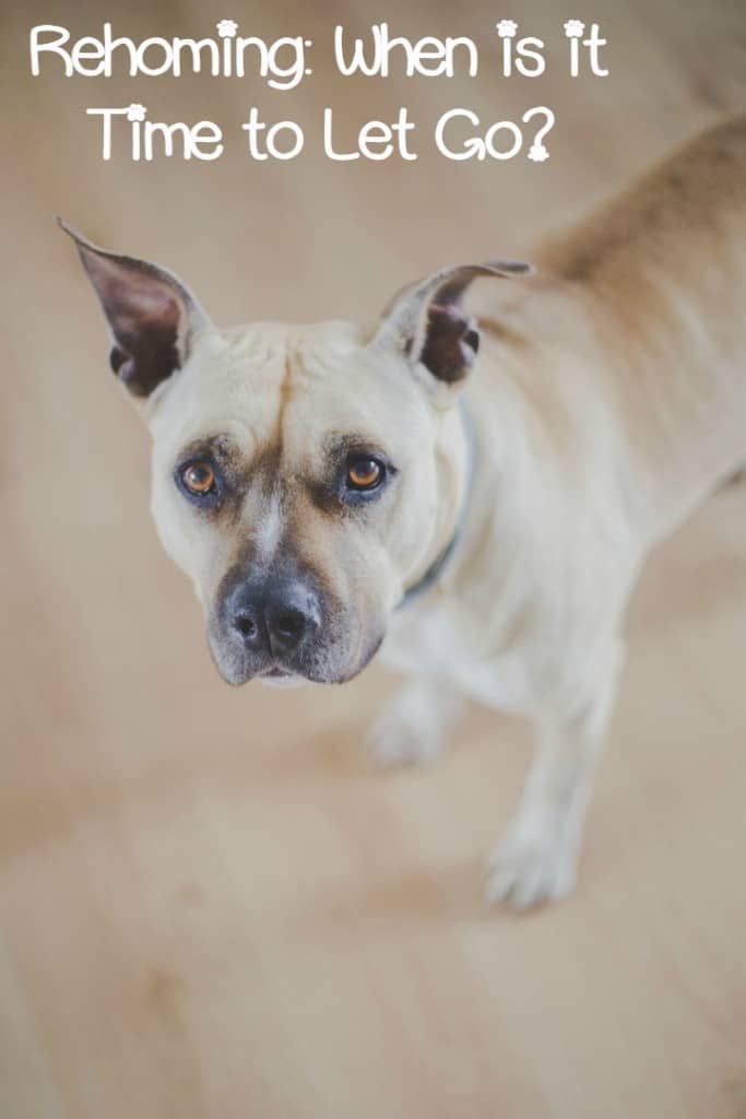 rehoming-your-dog-knowing-when-it-s-time
