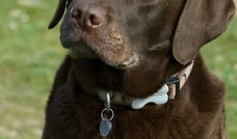 What can you do to help when you're dealing with chronic UTIs in dogs? Check out our tips for coping with this painful condition!
