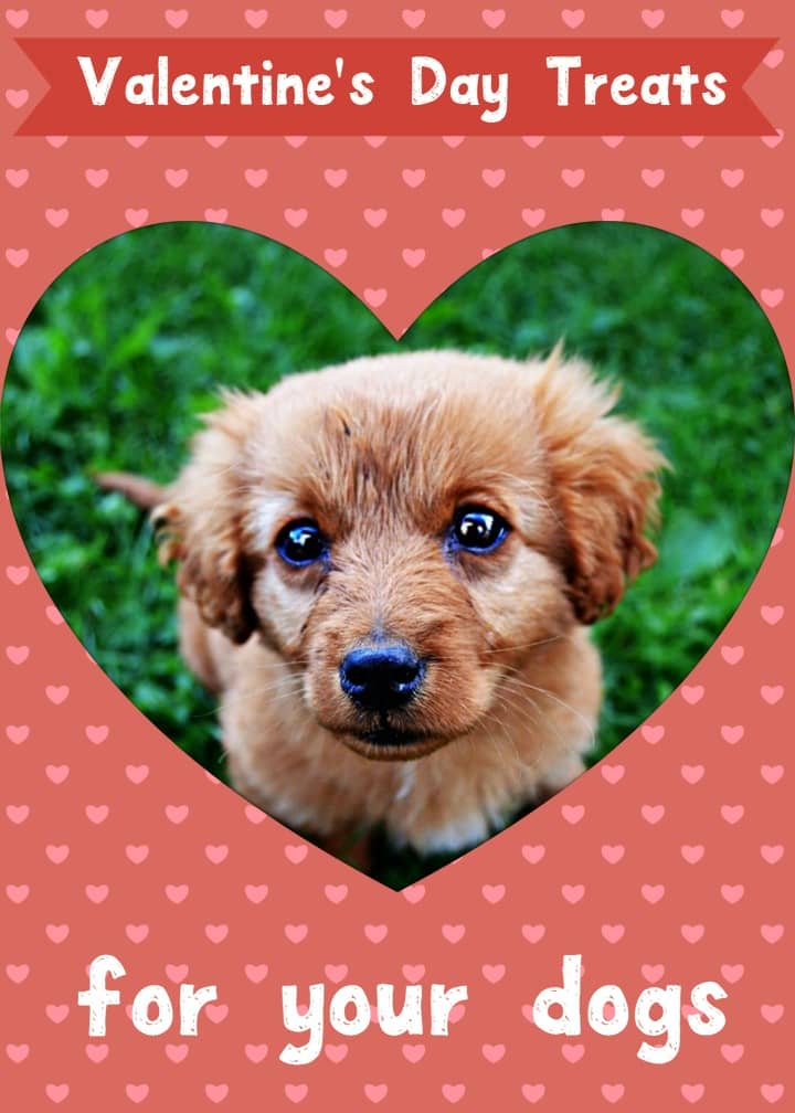 Great Valentine’s Day Treats for Your Dog - DogVills