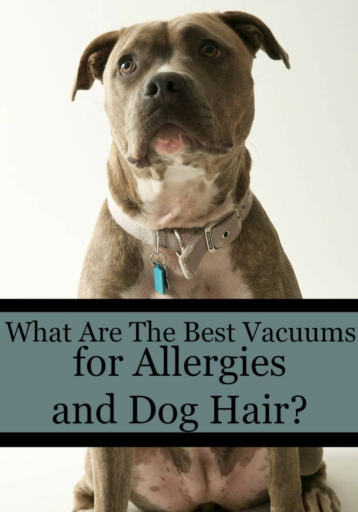 best for allergies what are the best vacuums for allergies and hair dogvills best for allergies what are the best vacuums for allergies and hair dogvills