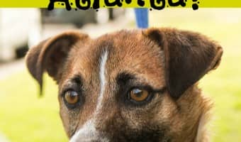 If you are wondering, ‘Where do I adopt a dog in Atlanta?’, look no further! Check out this list of adoption shelters in Atlanta before you head out.