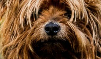 If you have been wondering, 'Where do I adopt a dog in Richmond?', look no further! Your search starts here! Check out our picks for the best places to adopt!
