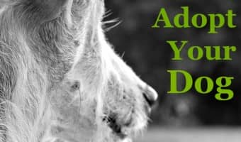 Wondering where to adopt a dog in Los Angeles? Check out our top three choices for finding your new furever friend & give a pooch a second chance at life!
