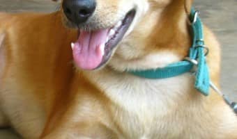 Are you searching for where to go to adopt your dog in Seattle? I've got you covered! Check out these places before going anywhere else.