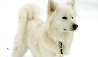 The American Eskimo dog is not hypoallergenic. The double coat and heavy shedding of the American Eskimo dog make it terrible for allergies.