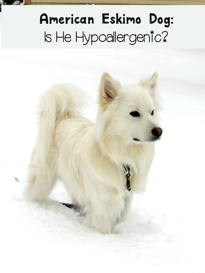 American Eskimo Dog - NOT Hypoallergenic!