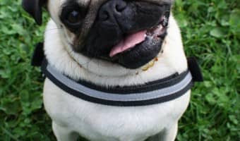 The Pug is a popular breed in the states. However for those with allergies, the Pug is not an option. The Pug is not a hypoallergenic breed.